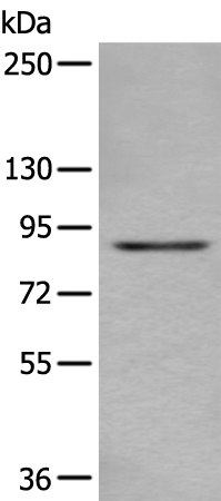 DTX3L Antibody