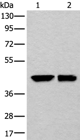 DLK1  Antibody