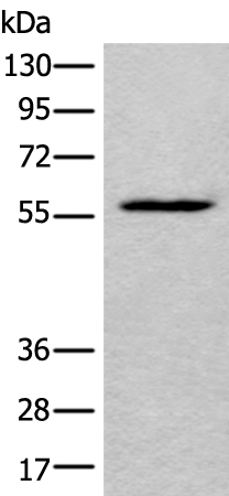 LDHD  Antibody