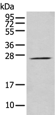 PRRG3 Antibody