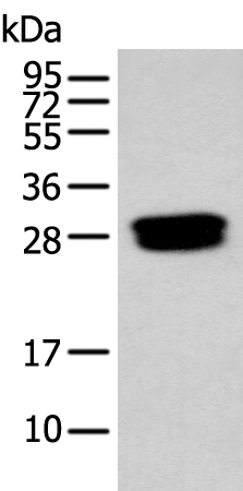 GLIPR1L1 Antibody