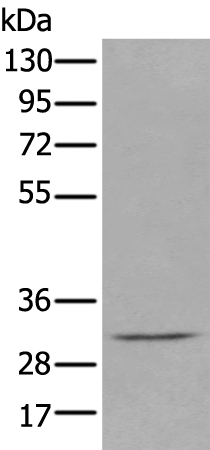 DECR2 Antibody