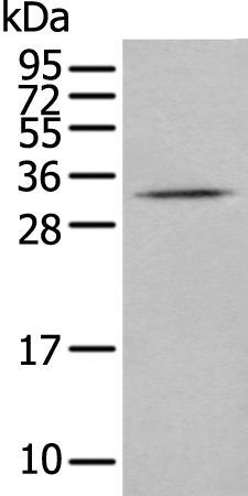 CISH Antibody