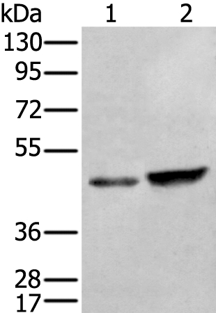 ZNF24 Antibody