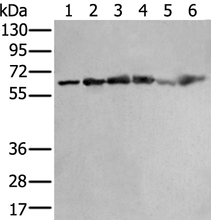 ZNF496 Antibody