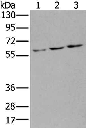 ZNF8 Antibody