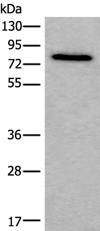 ZYX Antibody