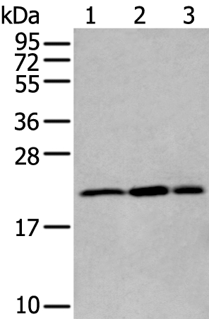 RBM8A Antibody