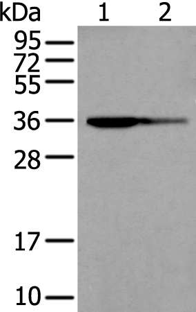 WARS2 Antibody