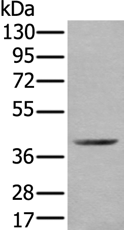 WDFY2 Antibody