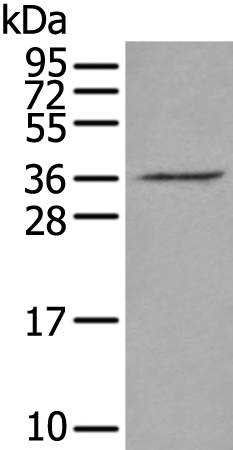 VGLL2 Antibody