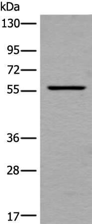 UBOX5 Antibody