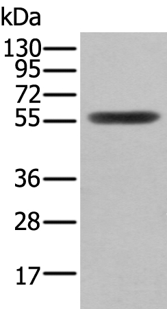 CLU/APOJ Antibody