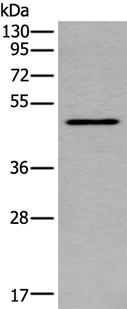 TRDMT1 Antibody