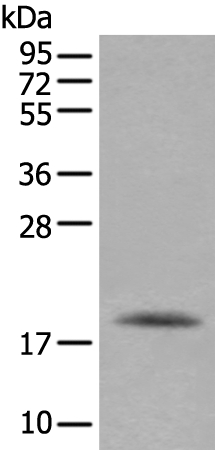 RAC2 Antibody