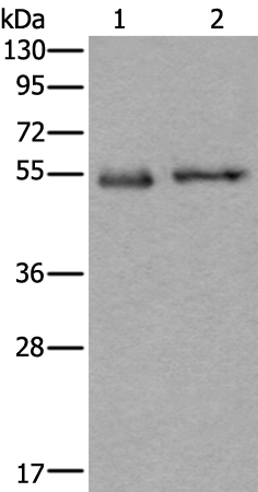 SLC38A1 Antibody