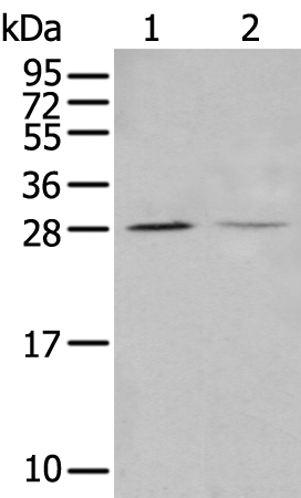 STARD4 Antibody