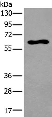 THRA Antibody