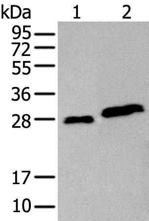 AK4 Antibody