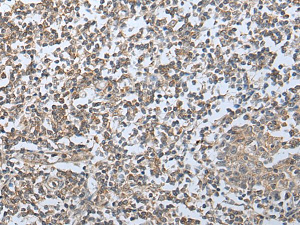 HPSE2 Antibody