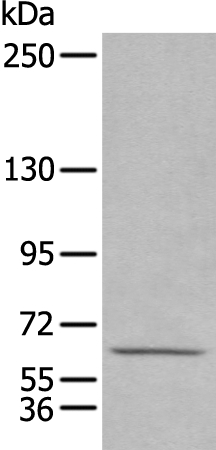 HPSE2 Antibody