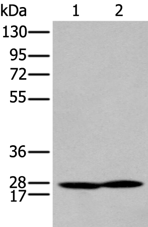 HOXA9 Antibody