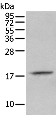 PRH2 Antibody