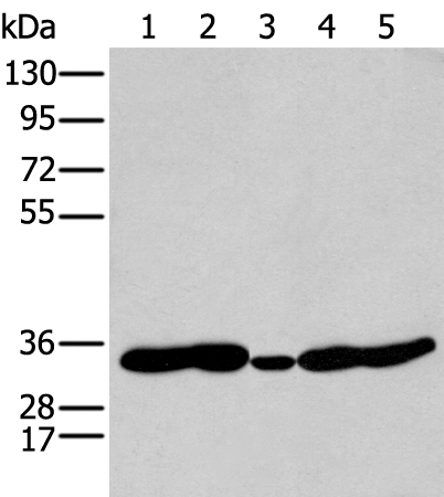 HOXC11 Antibody