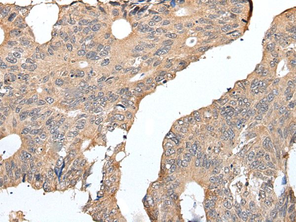 SEPW1 Antibody