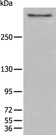 CUBN Antibody