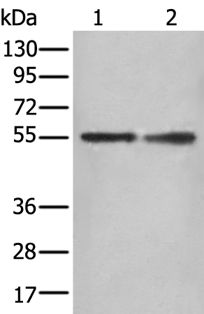 DES Antibody