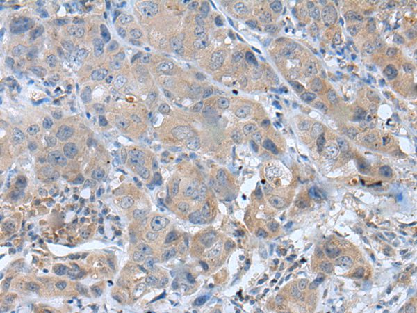 GHRL Antibody