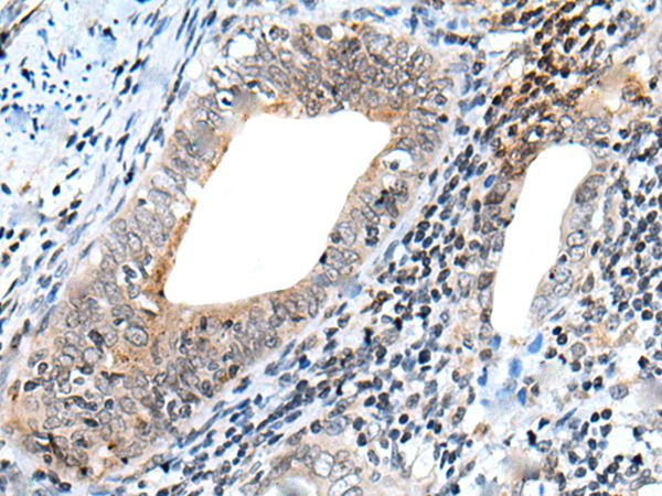 NRG1 Antibody