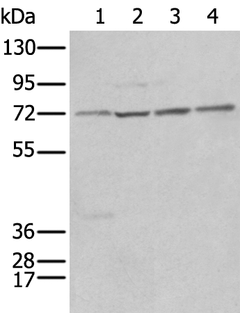 NRG1 Antibody