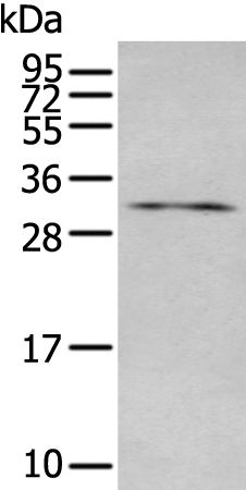 LAT Antibody