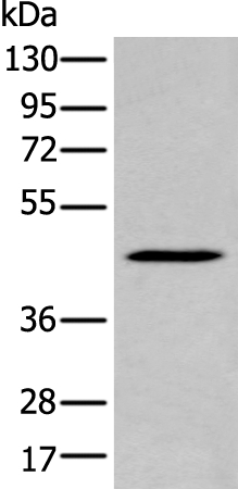 SERPINB7 Antibody