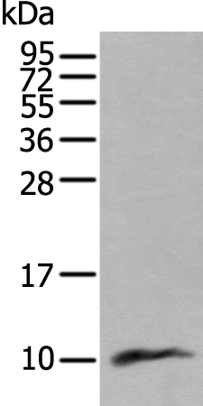 CCL18 Antibody