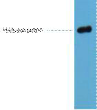 HA-Tag Monoclonal Antibody(1B10)