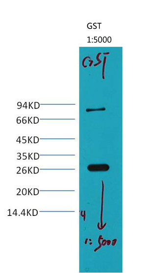 GST Monoclonal Antibody(Q9)