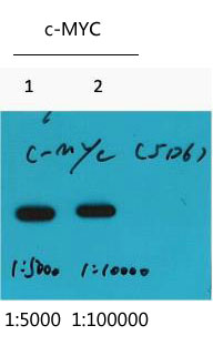 Myc-Tag Monoclonal Antibody(5D6)