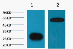 GFP Monoclonal Antibody(Plant Specific)