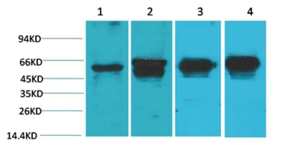 c-Fos Monoclonal antibody(6A3)