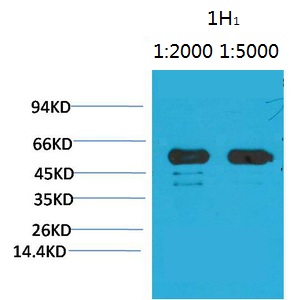 Rubisco (Large Chain) Monoclonal Antibody(1H1)