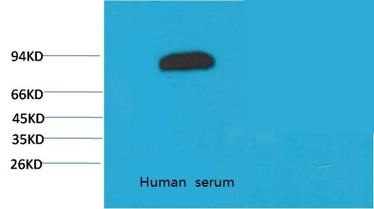 Transferrin Monoclonal Antibody(10G3)