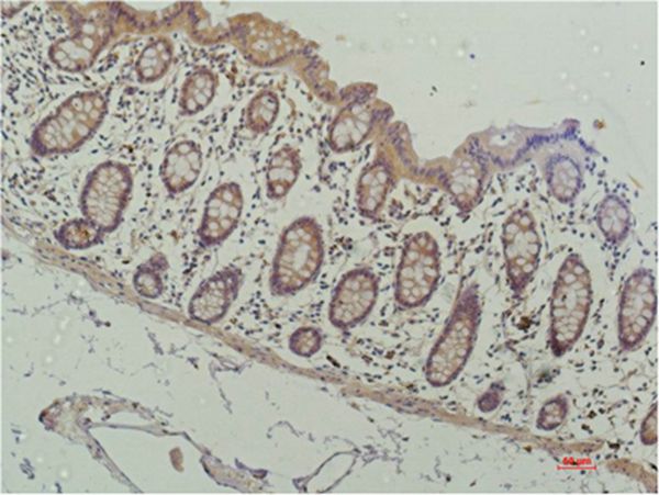 HDAC1 Mouse Monoclonal Antibody(4E1)