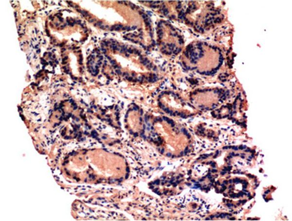 Caspase-3 Mouse Monoclonal Antibody(4B8)