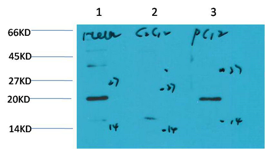 Bax Mouse Monoclonal Antibody(6F11)