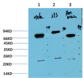 Ubiquitin Mouse Monoclonal Antibody(6G6)