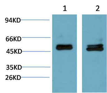 Smad3 Mouse Monoclonal Antibody(4C9)