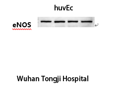 eNOS Monoclonal Antibody(Mix)